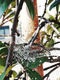 Close-up of wet tree during winter