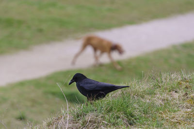 Raven and dog on grassy field