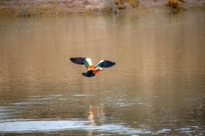 Bird flying over lake