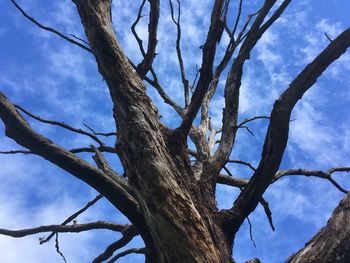 Low angle view of bare tree against blue sky