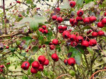 Close-up of red berries growing on tree