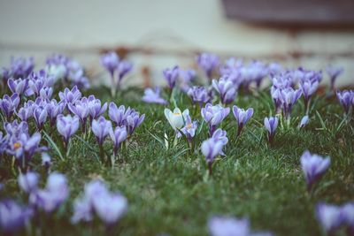 Close-up of purple flowers blooming in field