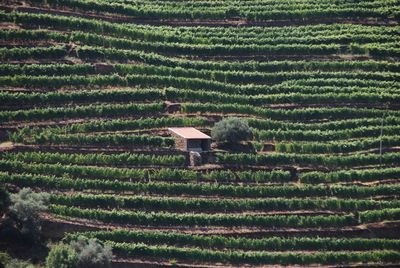 High angle view of vineyard