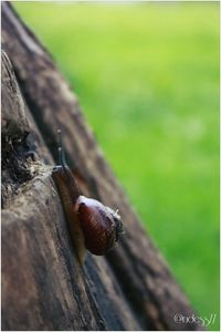 Close-up of insect on wooden surface