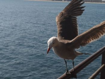 Close-up of seagull flying over sea