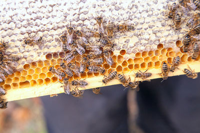 Close-up of bee on the wall