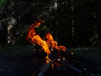 Close-up of bonfire on field in forest