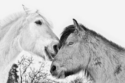 Low angle view of horse