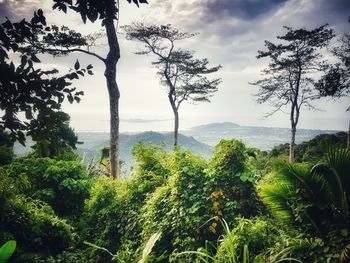 Trees growing in forest against sky