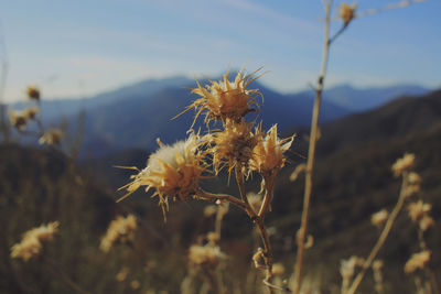 Close-up of insect on thistle