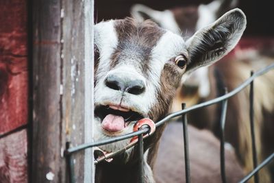 Portrait of horse eating outdoors