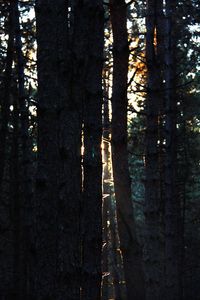 Trees in forest