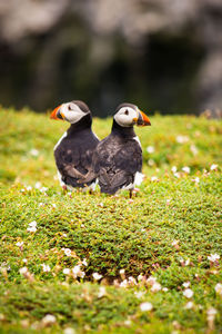 Puffin in