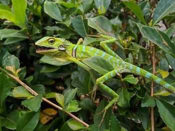 Close-up of lizard