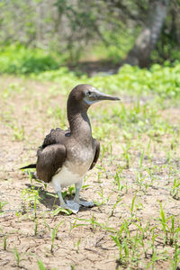 Close-up of bird perching on a field