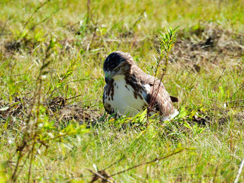 Close-up of a bird on field