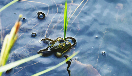 High angle view of crab in lake