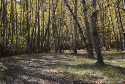 Trees in forest