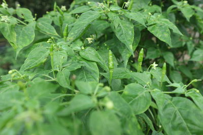 Close-up of raindrops on leaves