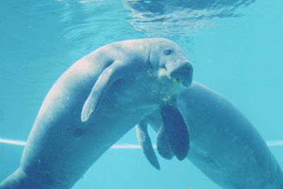 Close-up of dugong in swimming pool