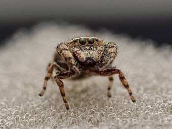 Close-up of spider