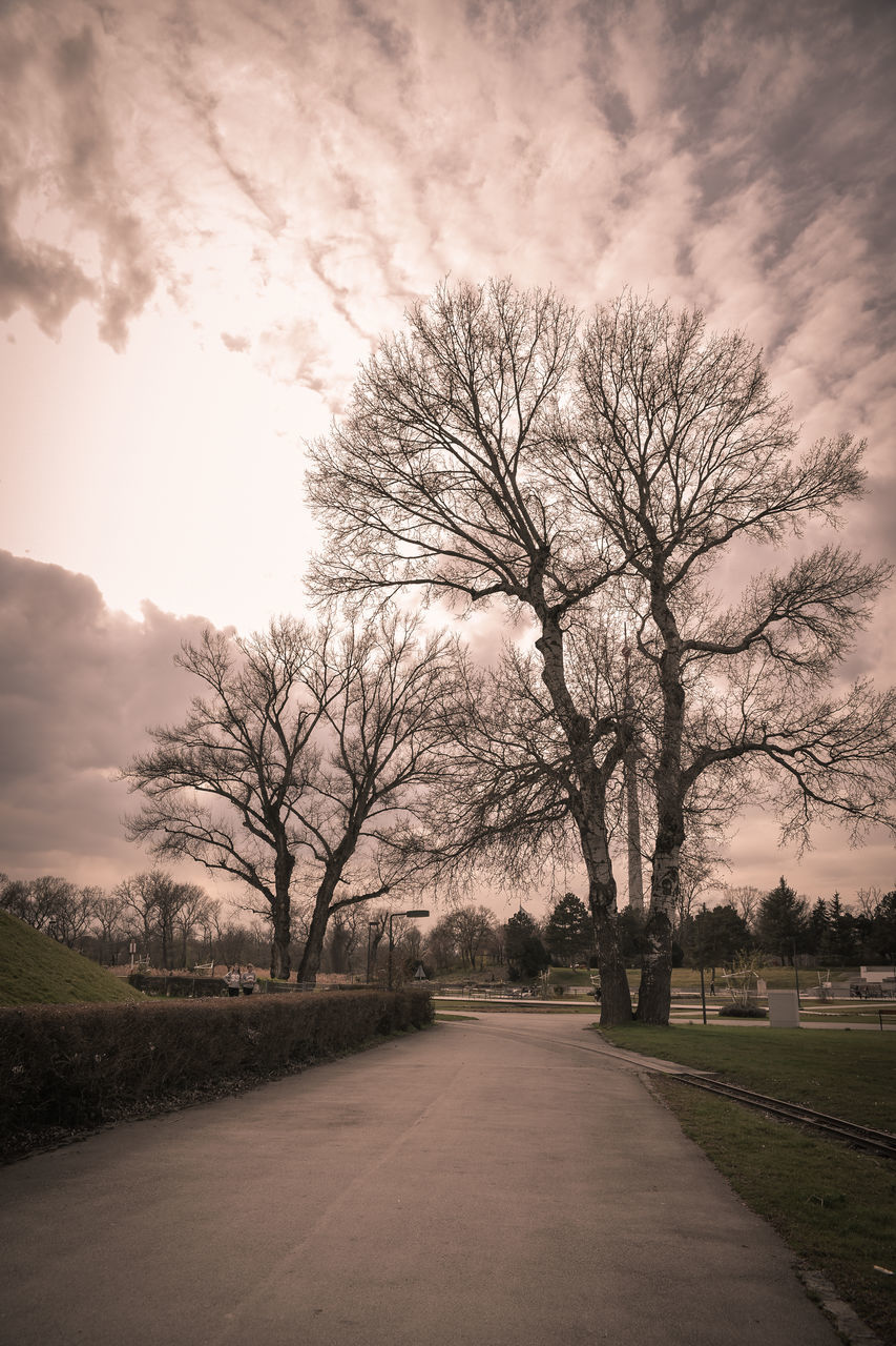 BARE TREES ON ROADSIDE