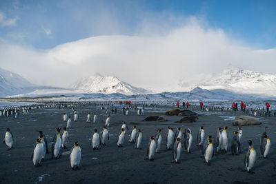 Penguins and snow covered mountains against sky