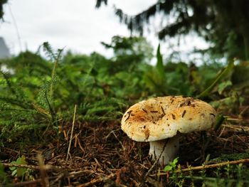 fungus