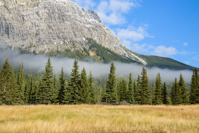 Scenic view of pine trees against sky