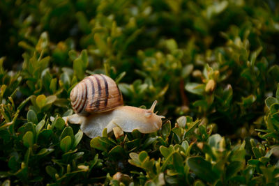 Close-up of snail on plant