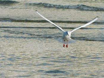 Bird flying over lake