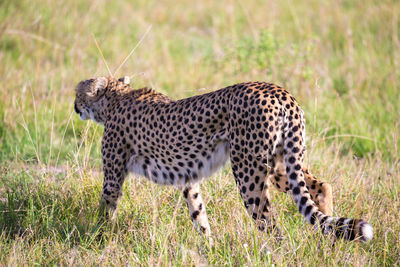 Full length of a cat