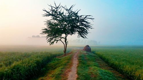 Scenic view of landscape against sky