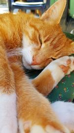 Close-up of ginger cat relaxing on floor