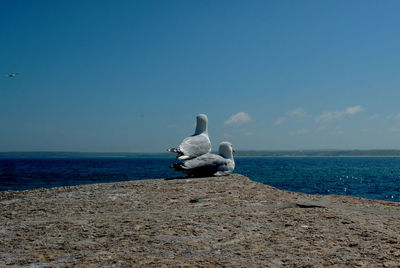 Seagull on a sea