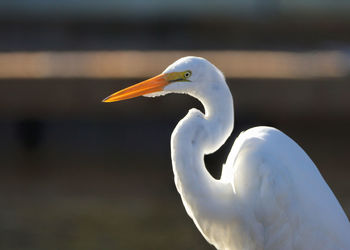 Close-up of great egret