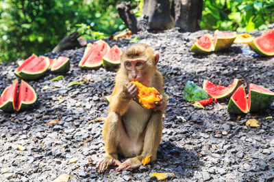View of a monkey eating food
