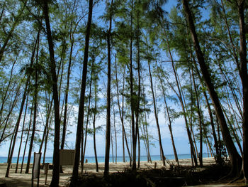 Low angle view of trees in forest against sky