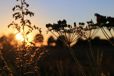 Silhouette plants growing against clear sky during sunset