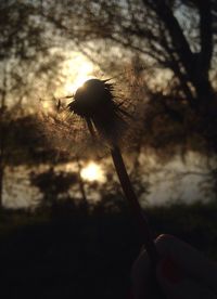 Close-up of dandelion flower