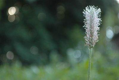 Close-up of plant against blurred background