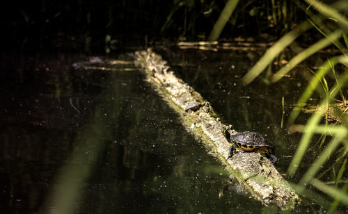 High angle view of frog in lake