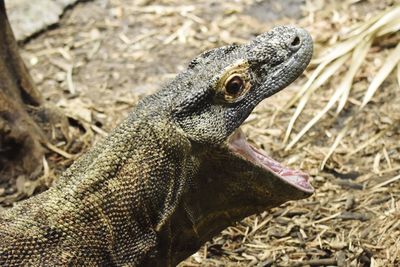 Close-up of lizard on land