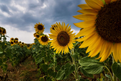 Selective focus on blossom sunflowers in cultivated fields with overcast sky background.