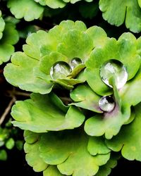 Close-up of water drops on plant