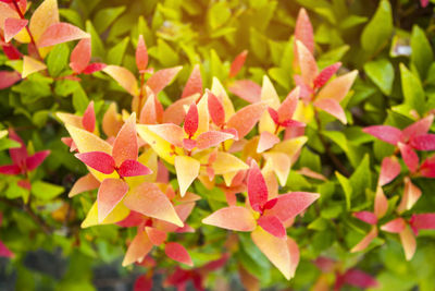 Fresh red young leaves and small buds of australian brush cherry plant in the garden, 