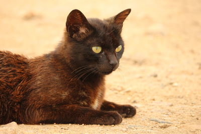 Portrait of a cat looking away