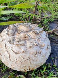 Close-up of a turtle on field