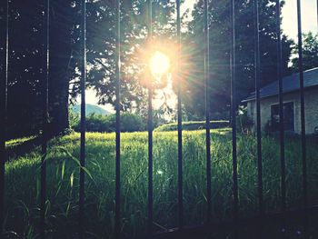 Sun shining through trees