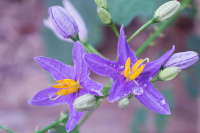 Close-up of wet purple iris